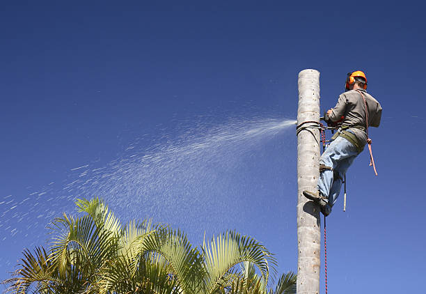 Best Leaf Removal  in Haltom City, TX