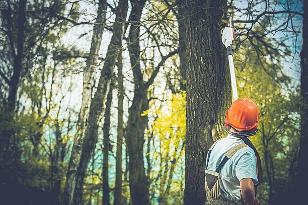 How Our Tree Care Process Works  in  Haltom City, TX